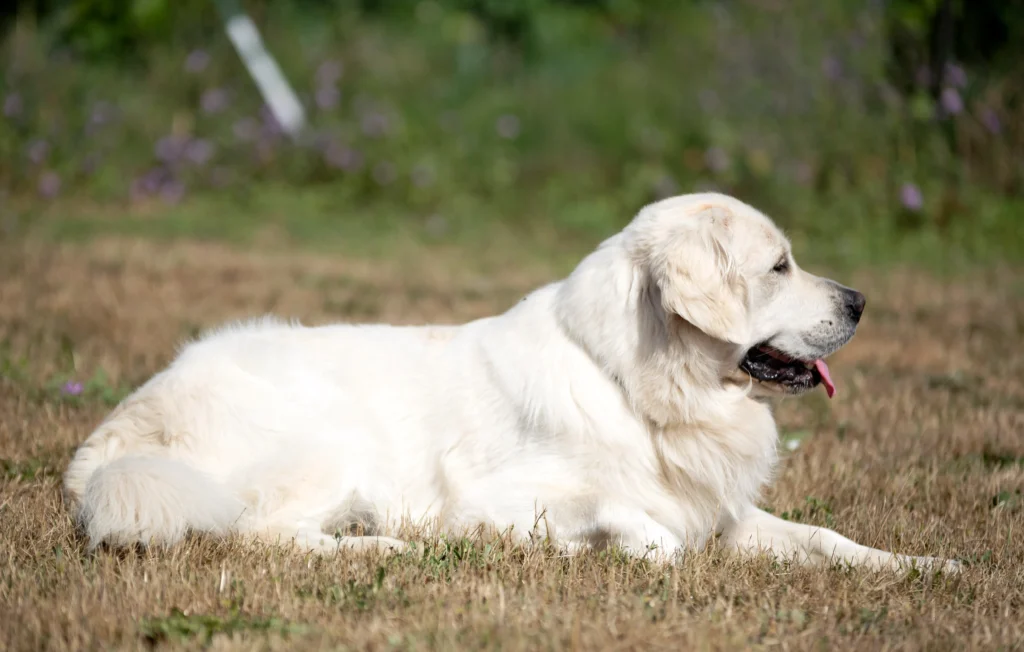 big fluffy dog breeds