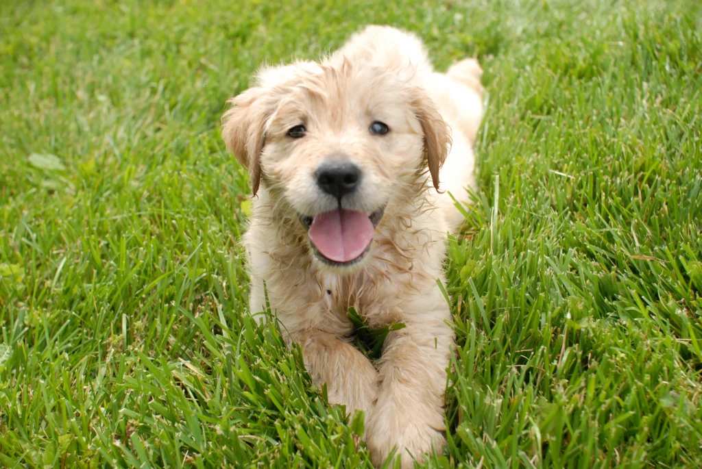big fluffy dog breeds