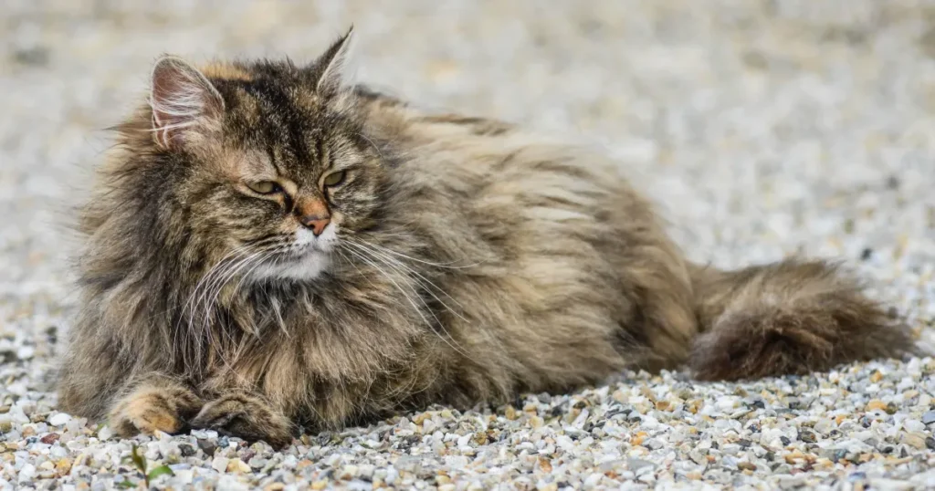 long haired tabby cat