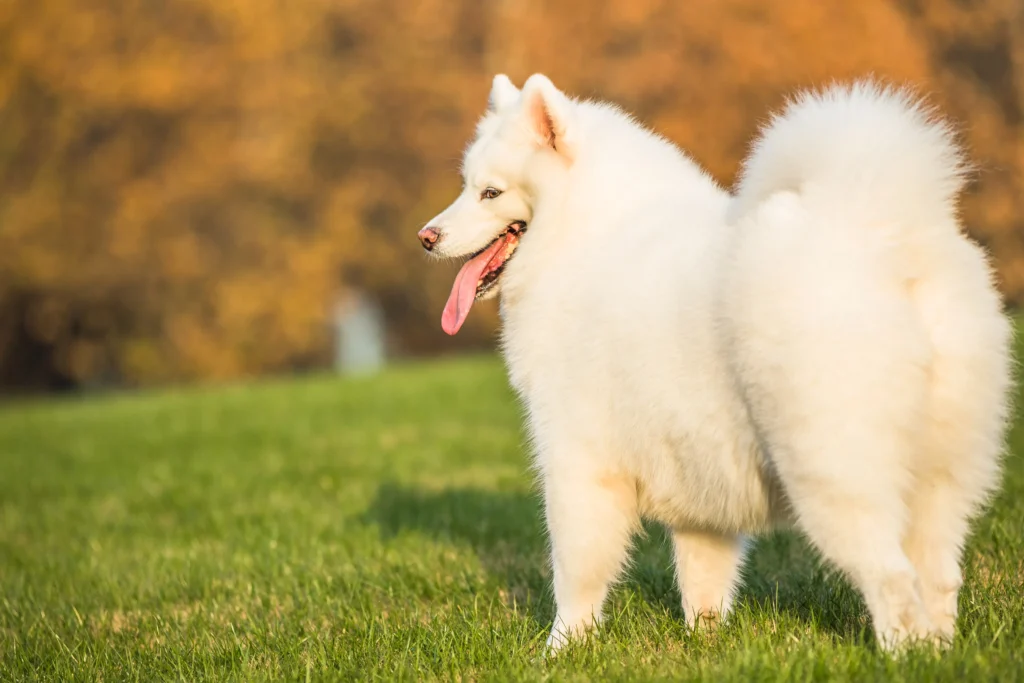 big fluffy dog breeds