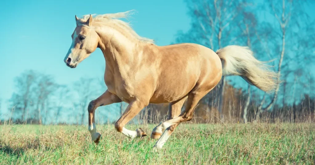 Quarter Horse Colors