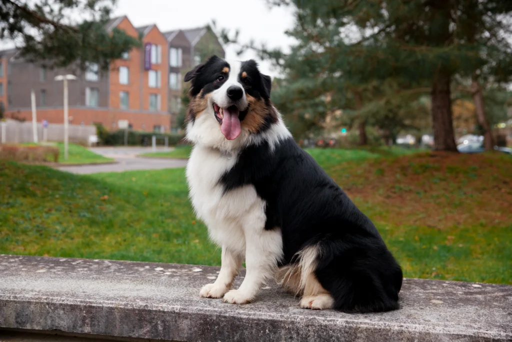 big fluffy dog breeds