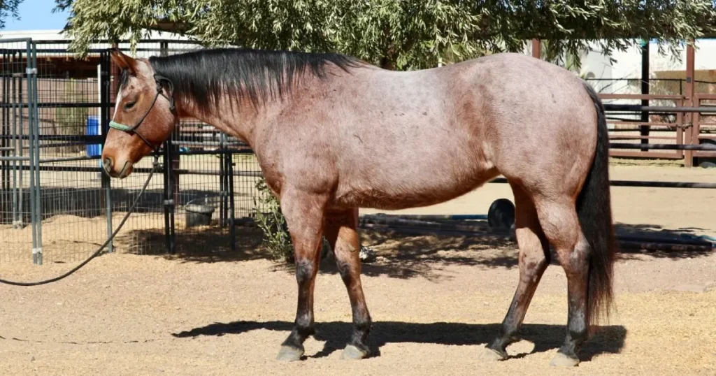 Quarter Horse Colors
