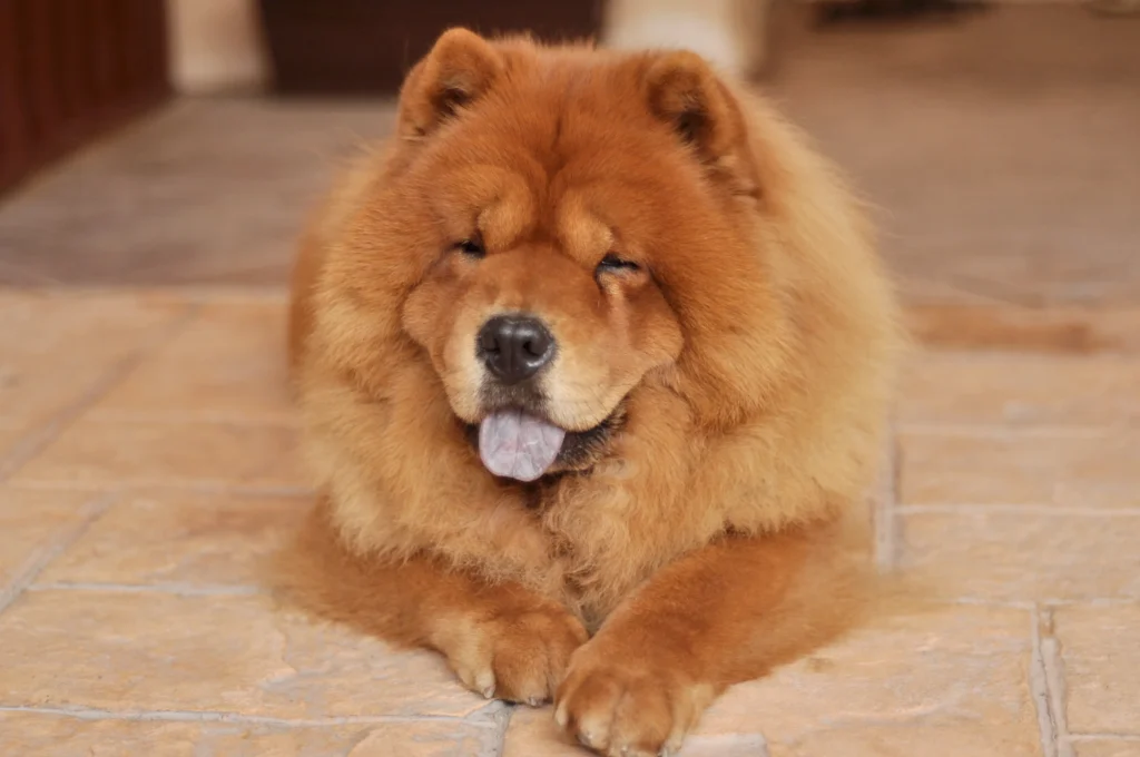 big fluffy dog breeds
