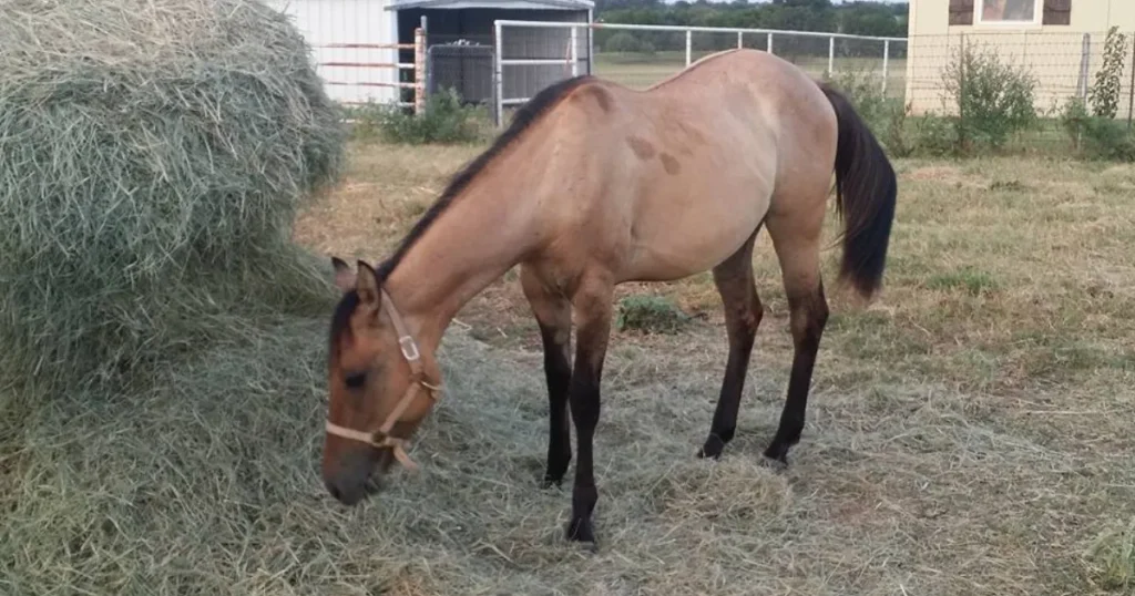 Quarter Horse Colors