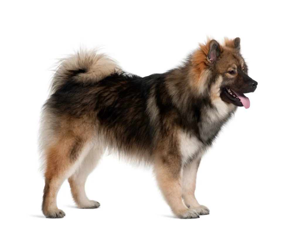 big fluffy dog breeds