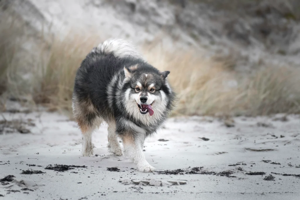 big fluffy dog breeds