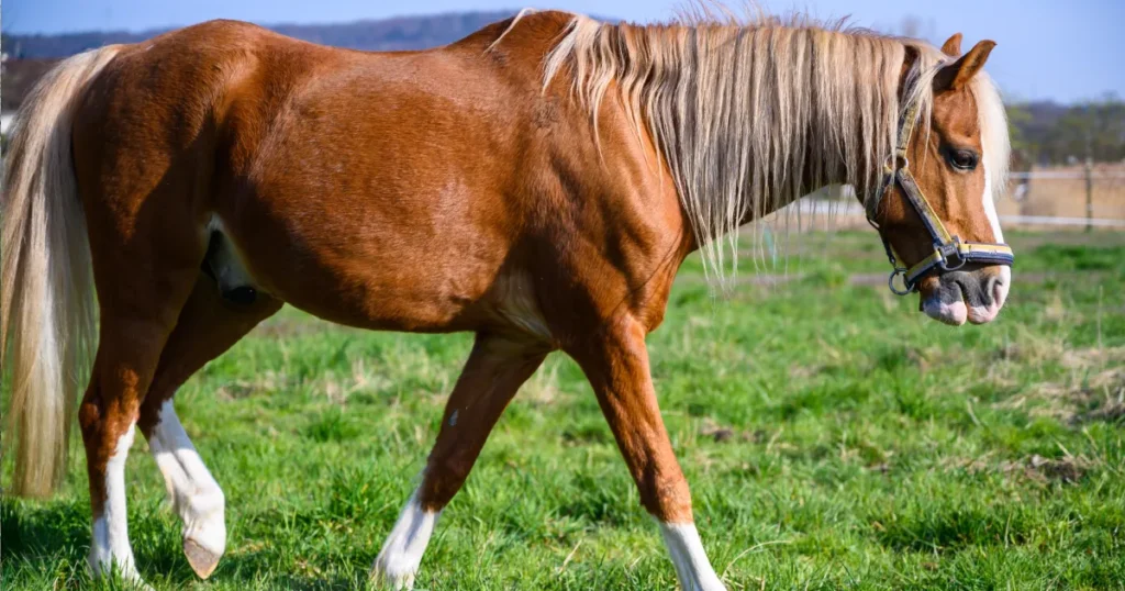 Quarter Horse Colors