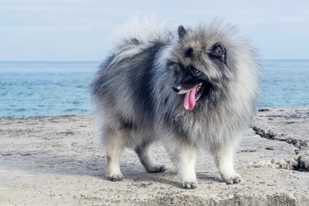 big fluffy dog breeds