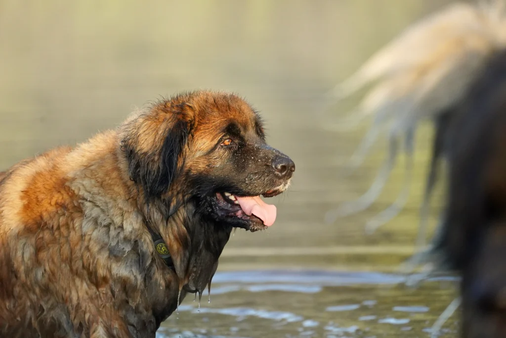 big fluffy dog breeds