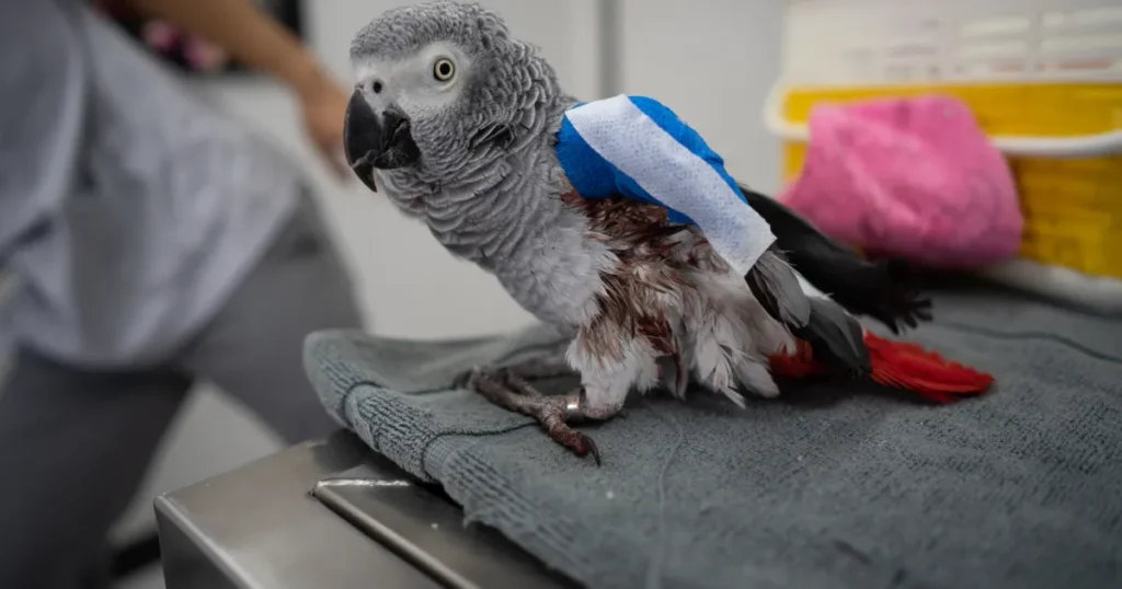 Macaws Healthcare Issues