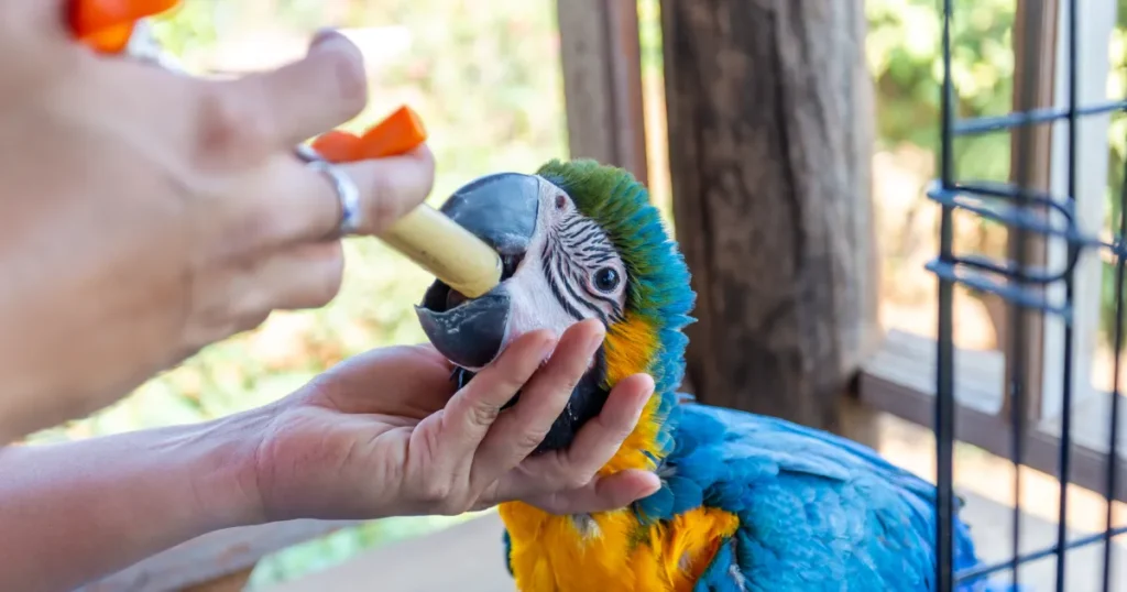 Macaws Healthcare Issues