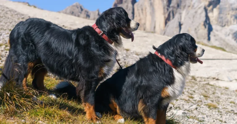 big fluffy dog breeds