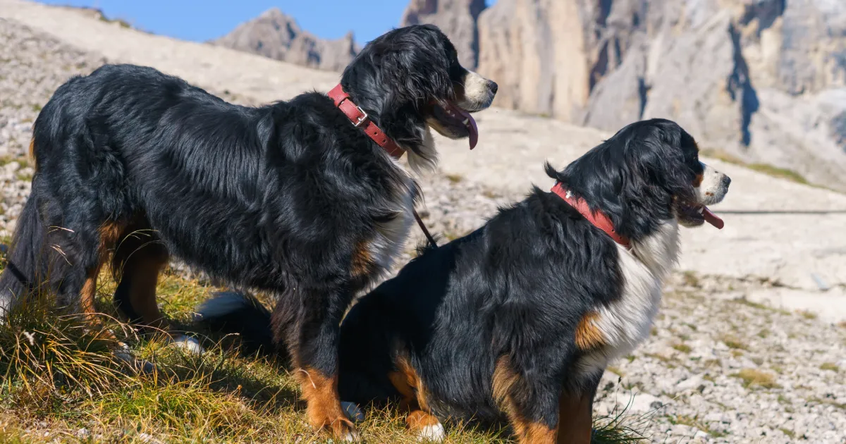 big fluffy dog breeds