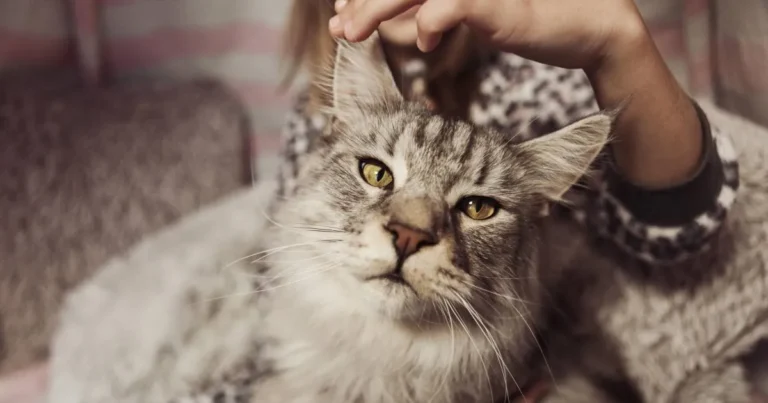friendliest cat breeds