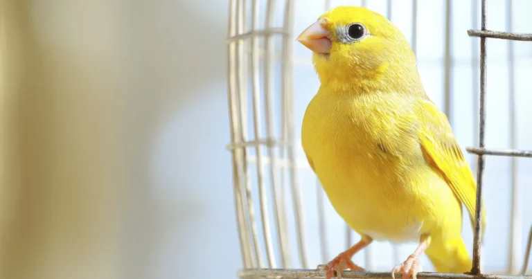 canary color