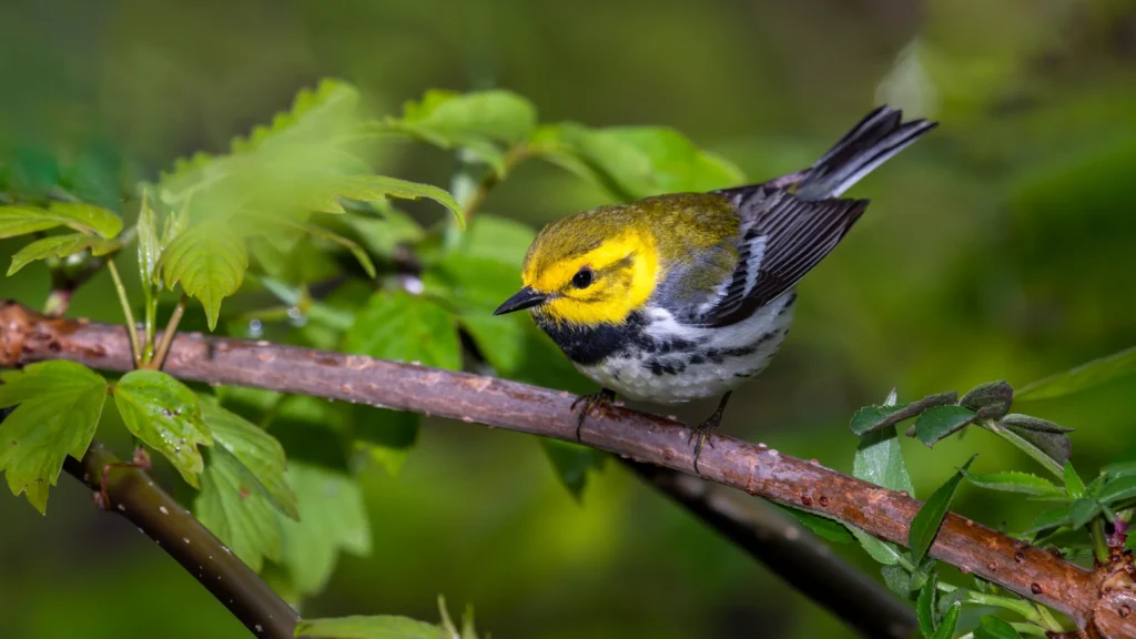 canary color