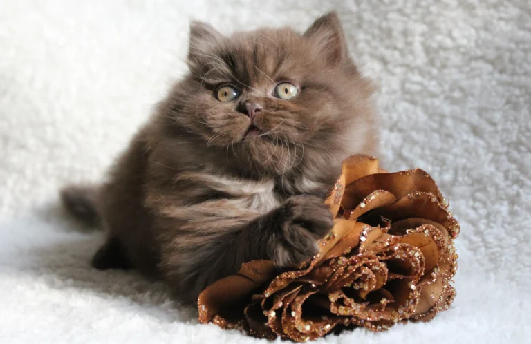ragdoll cat brown