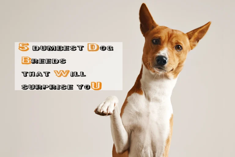 dumbest dog breeds