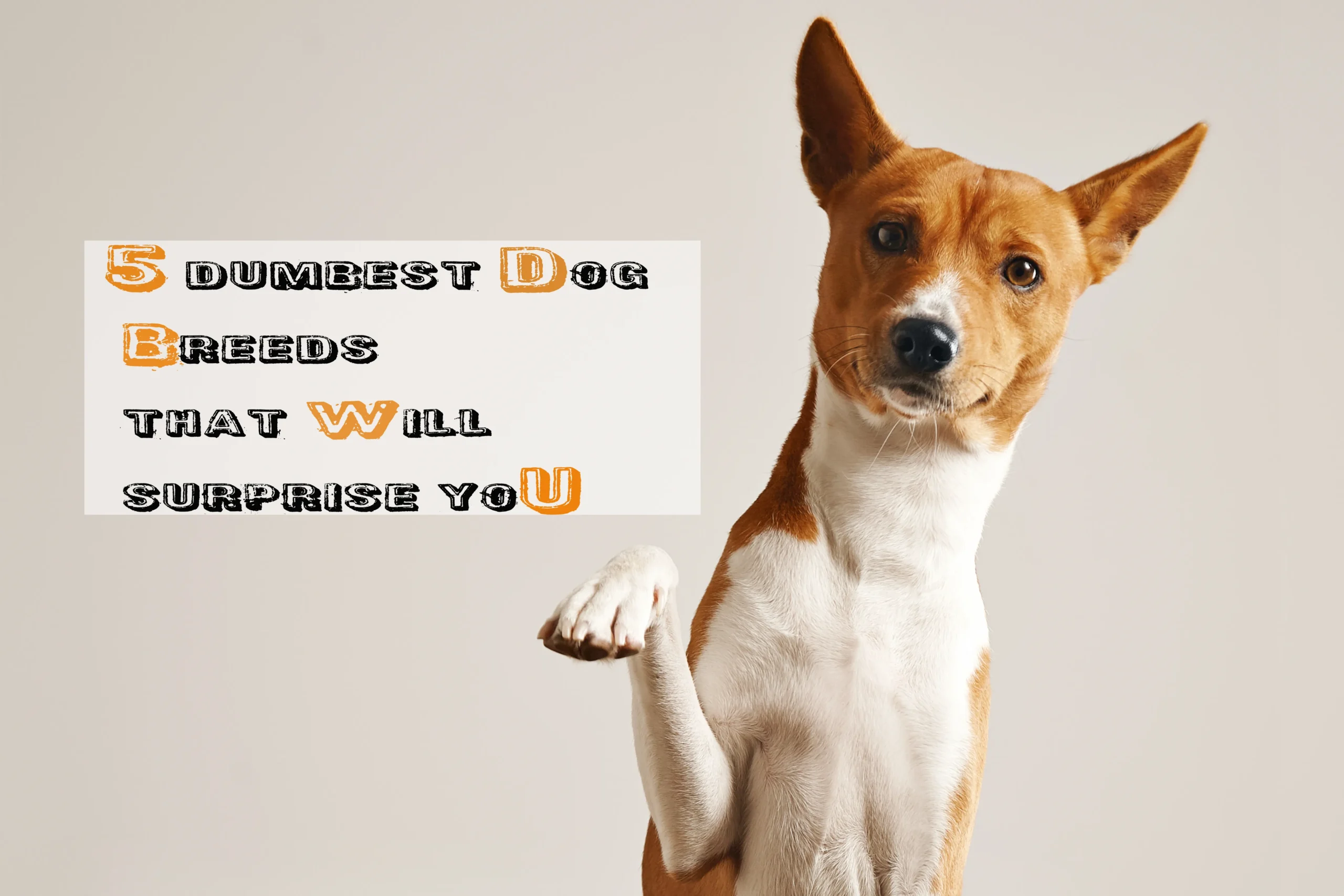 dumbest dog breeds