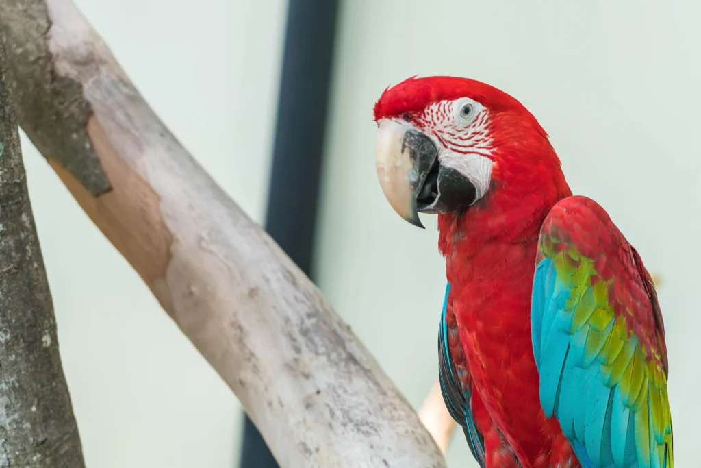 cockatoo cost