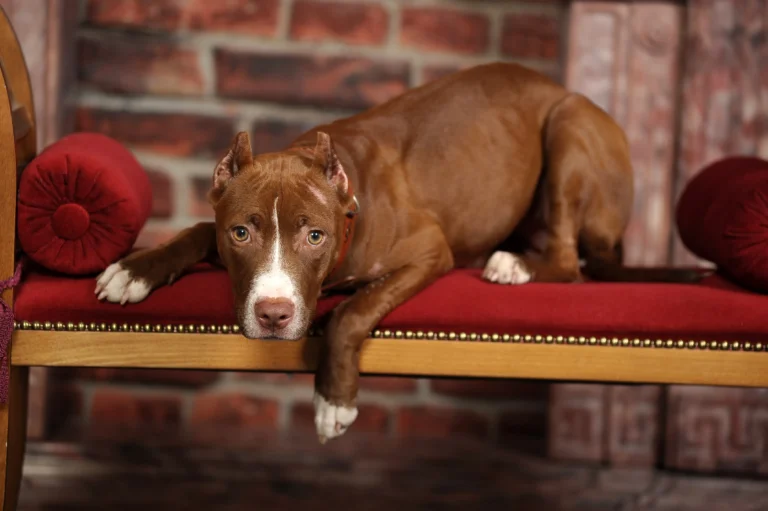 lazy dog breeds