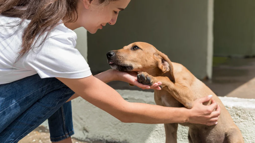 rehoming a dog
