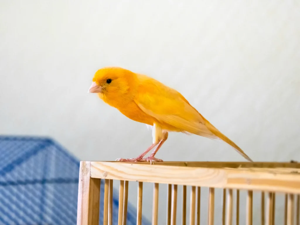 canary color