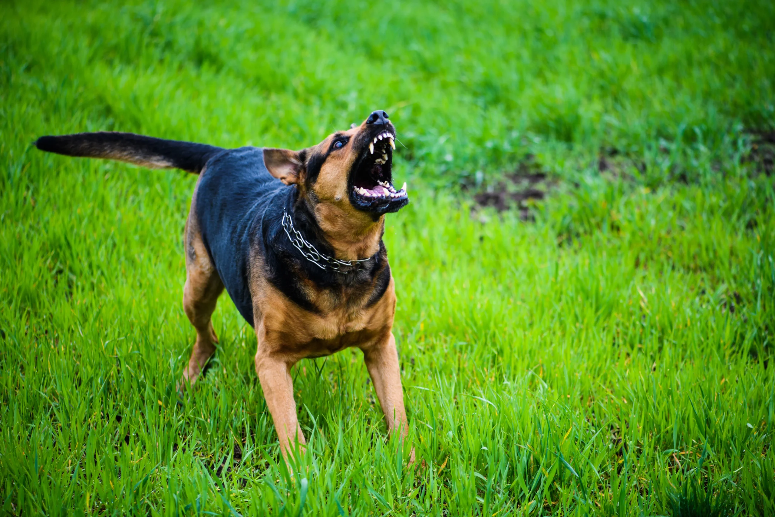 dog barking