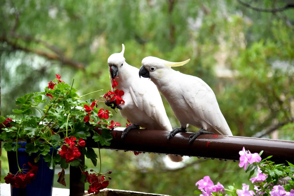cockatoo yankton