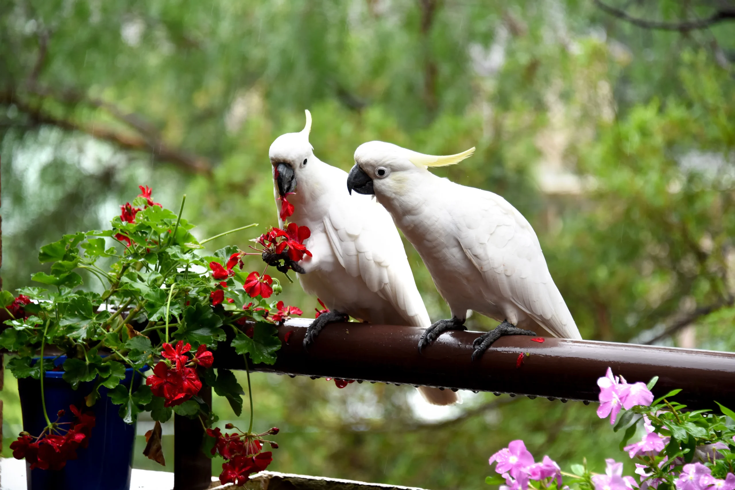 cockatoo yankton