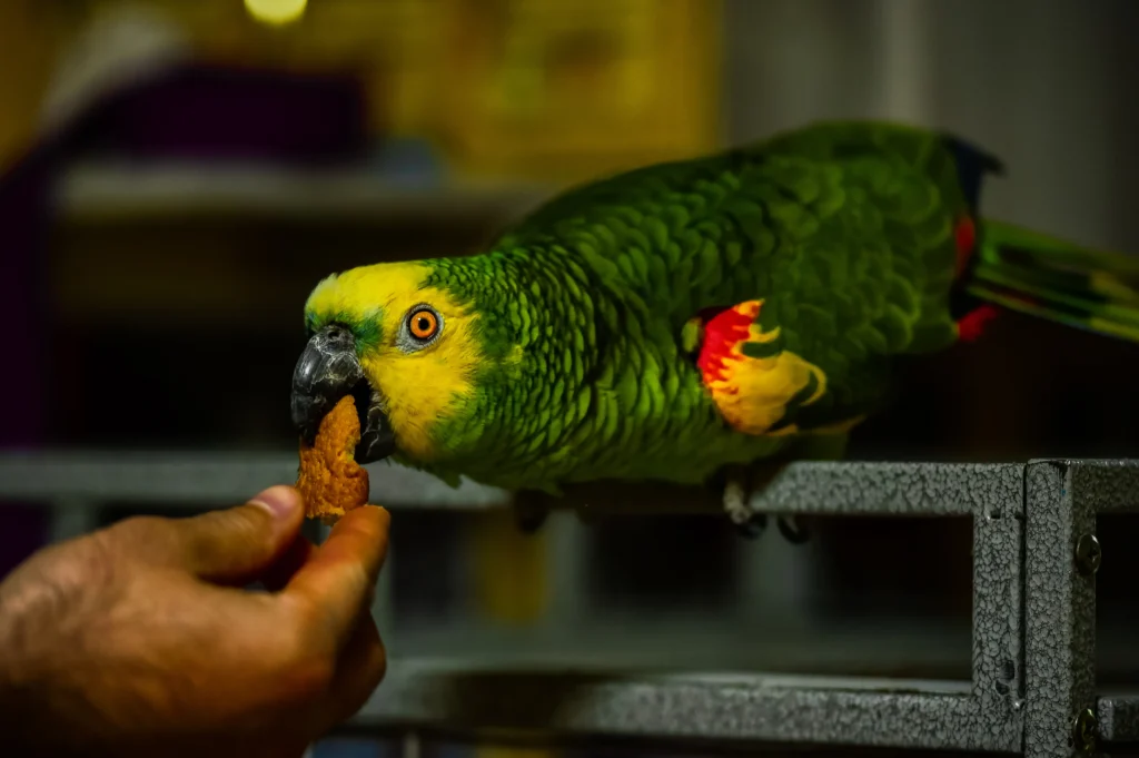 How Often Do Macaws Eat