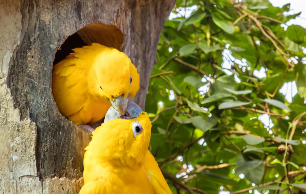 canary bird singing