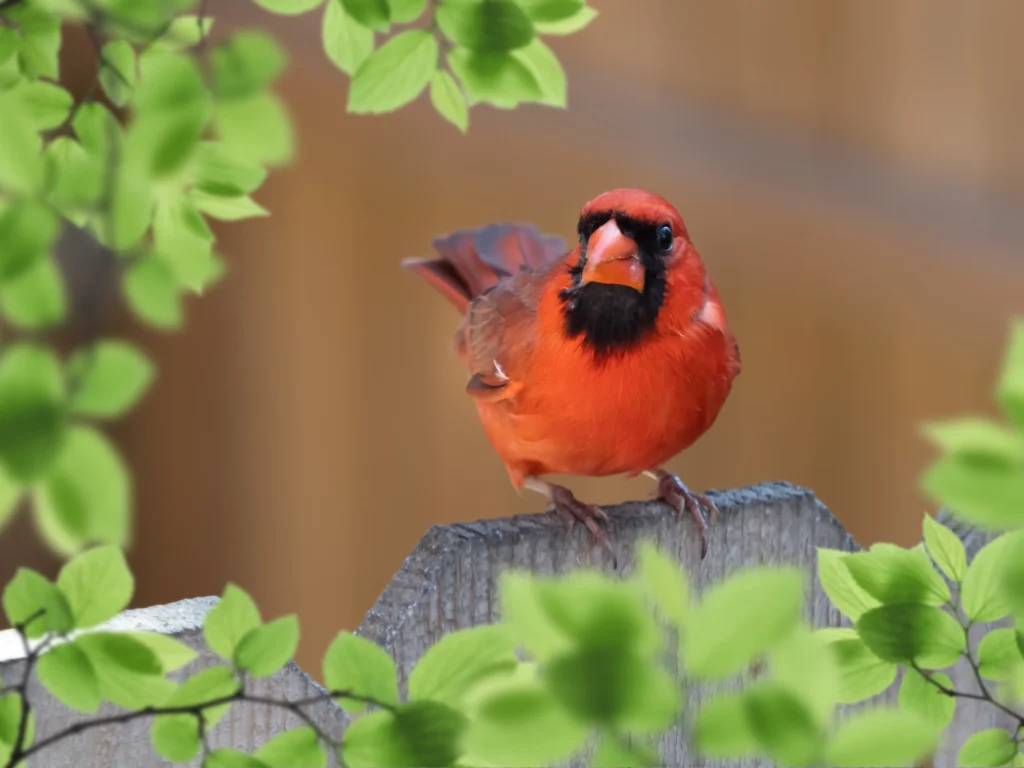 red canary bird