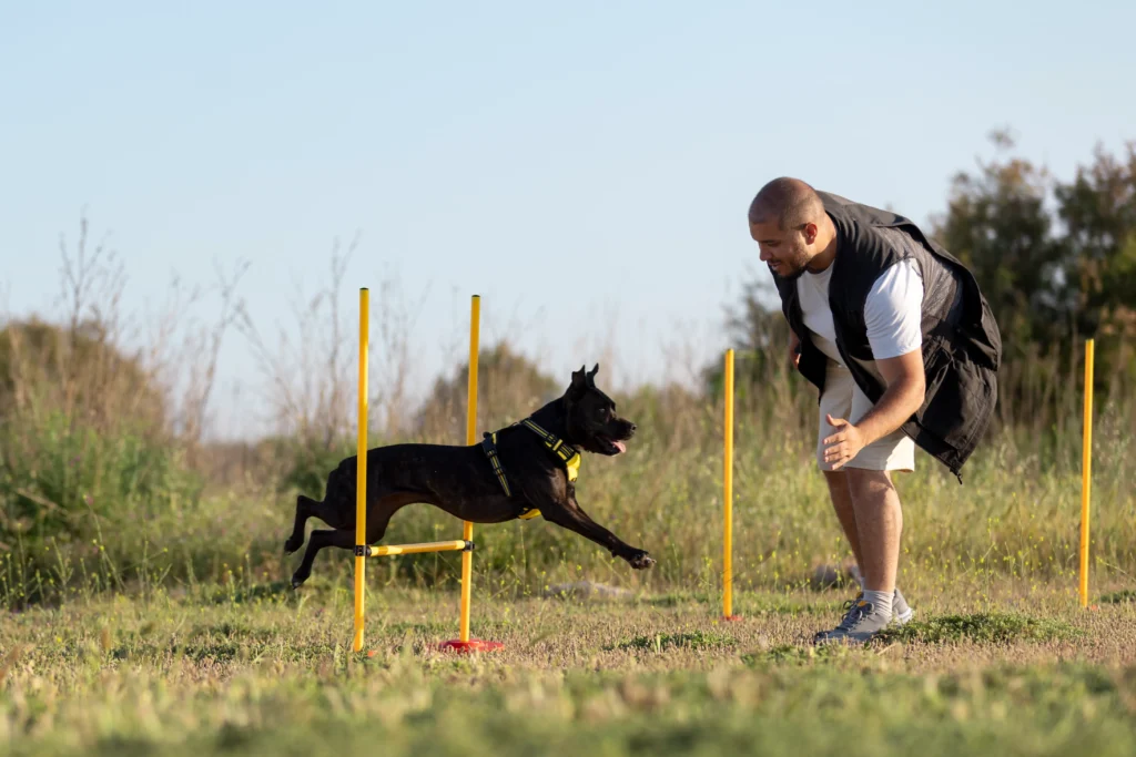 service dog training