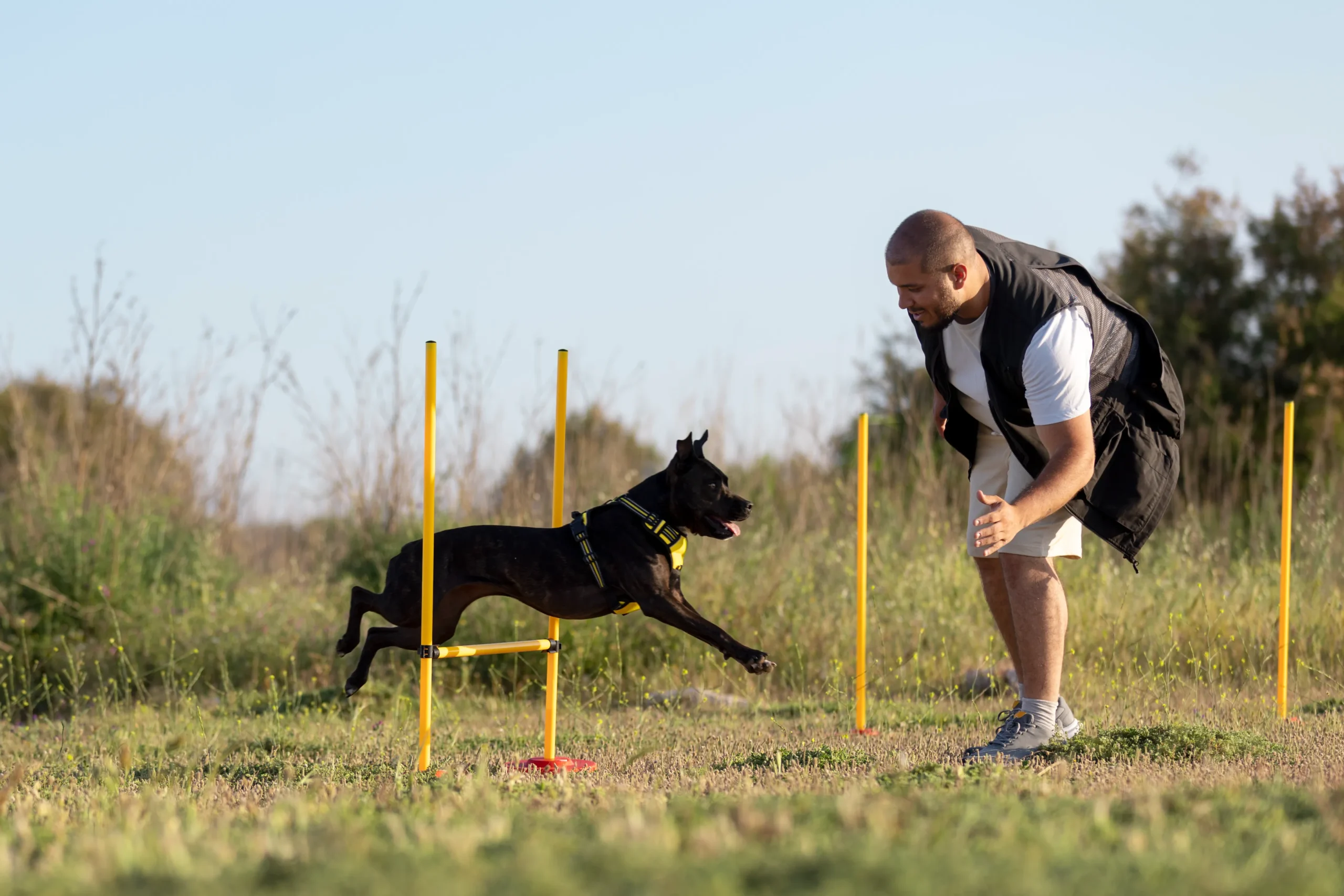service dog training