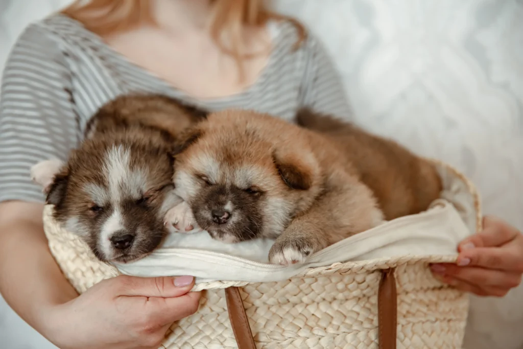 adopt a hypoallergenic puppy