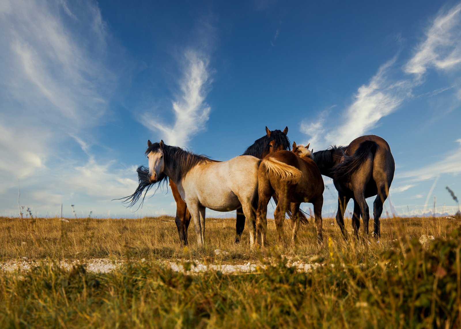 Horse Feed Bags