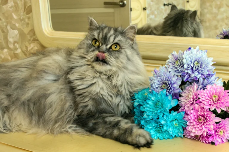 american long hair cat