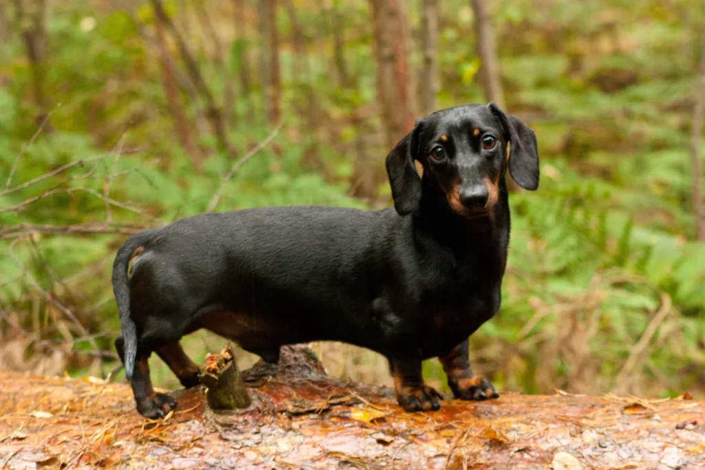 Dachshund Mix