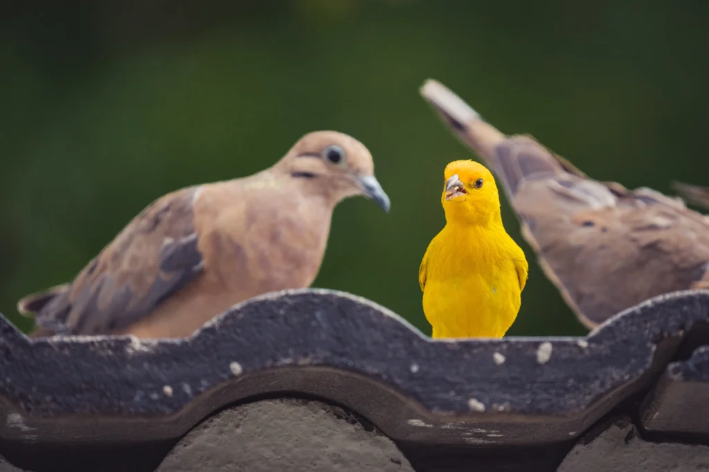 Gloster Canary Bird