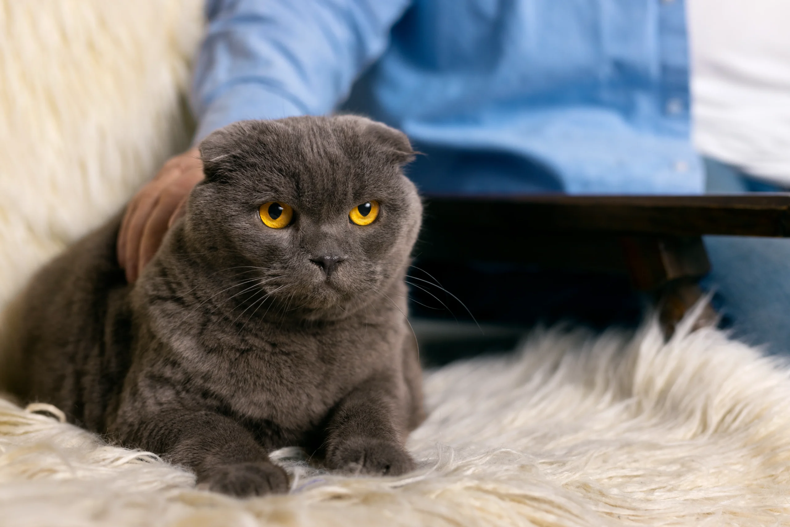 british shorthair cat breeder